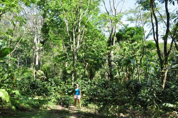 Plantação de café e banana no meio da mata, na Finca Paraíso, perto do lago Yojoa, região central de Honduras